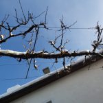 Apartments Bovec Dana